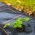 Springos Agrotekstil 1,1x50m AG0026