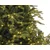 Everlands Novogodišnja jelka Grandis, 210 cm, 550 lampica, Zelena sa lampicama