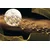 Tapeta prelet jate ptic ob polni luni - 245x165