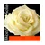 Struna G Wondertone Solo violina 4/4 medium