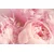 Slika listi cveta - 90x60