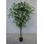 Lilium dekorativni zeleni bendžamin 180cm 567287