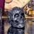Dekoracija Baphomet's Worship - B5964V2