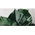 Slika list monstere - 60x30
