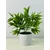 shumee Lončnica - Zeleni Ruscus 25 cm