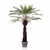 Drevesasta praprot dicksonia 60 cm v loncu