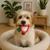 shumee Škripajoča igrača za pse Puppy Squeaker Chew Smile