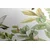 Slika kolibri in listi - 30x20