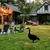 Aberto Design Dekorativna figura Goose 01, 64x44 cm, 1.5 mm