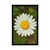 Plakat cvet ivanjščice - 30x45 silver