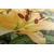 Slika rumena lilija - 40x30