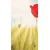 Tapeta divji mak - 147x270
