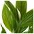 SPATHIPHYLLUM Biljka u saksiji, spatifil, 24 cm