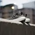 adidas ULTRABOOST LIGHT