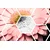 Tapeta gerbera v šesterokotniku - 245x165