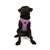 Paws & Whiskers Am za pse Air-Mesh, Lavanda
