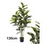 Lilium stablo fikus variegata 130 cm, 1x6 567343