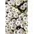 CONCEPTUM HYPNOSE Tepih (80 x 150) HMNT521