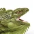 Safari Iguana zelena