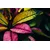 Fototapeta pisano listje - 147x99