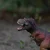Safari Operjeni Tiranozaver Rex dinozaver