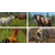 Farming Simulator 17 (Steam)
