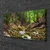 tulup.si Slika na platnu Forest moss narava 100x50 cm