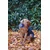 Kentucky Dogwear Hundemantel navy - SM