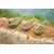 ICS IN-LINE BANJO XR FEEDER - SMALL 45g (P0040089)