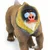 Safari Mandril