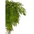 Shishi Viseča praprot zelena 75 cm