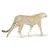 Safari Gepard
