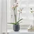 PHALAENOPSIS Lončnica, orhideja/2 stebli, 12 cm