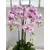 Orhideja u posudi, pink-115cm