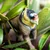 Safari Mandril