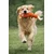 Havhav 1040 OrangeWhite Dog Toy