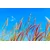 Fototapeta divja trava pod svodom - 490x330