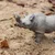 Safari Megacerops dinozaver