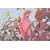 Kuhinjska krpa print Parrot1 45x70cm 3229