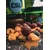 Hrana za krape CSL 1000ml jastog in rak