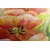 Fototapeta rdeči tulipani v vintage izvedbi - 90x60