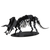 Triceratops