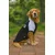 Paws & Whiskers Odelo za pse Blackballsweat, Crno