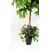 Umetno drevo fikusa Benjamin PREMIUM 150 cm