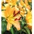 Fototapeta rumena lilija - 245x270