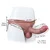 Real Body Realistic Silicone Body Form Penis