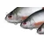 Guma FOX Replicant Roach 10cm