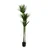 Lilium stablo dracena 1x3 155cm 599420
