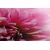 Slika cvet vrtnice - 60x40