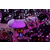 FUN FACTORY Big Boss Jewels Amethyst